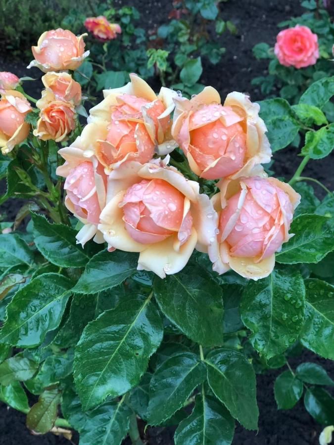 Отель Hotel Luxor Тбилиси-30